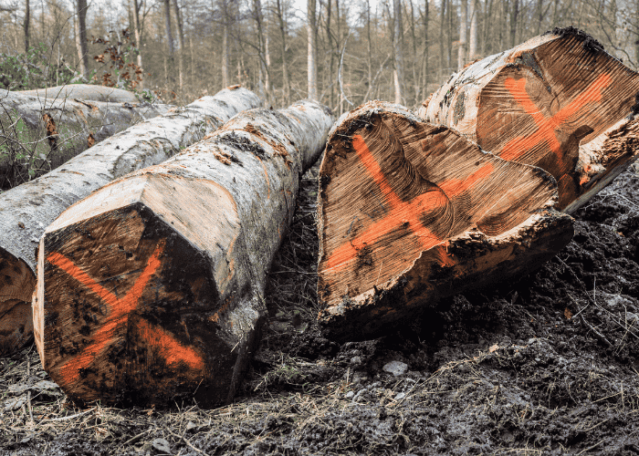 arbres abattus sur la cote basque