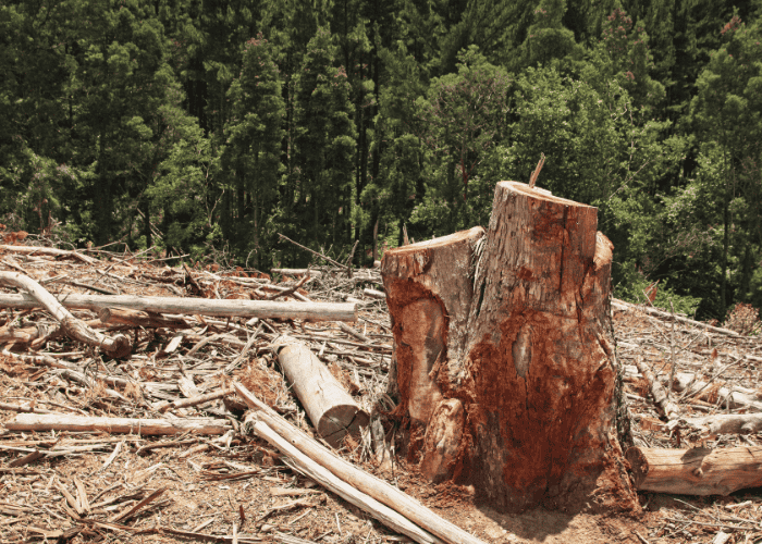 abattage arbre à bayonne