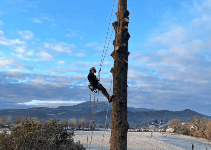 abattage arbre à hasparren