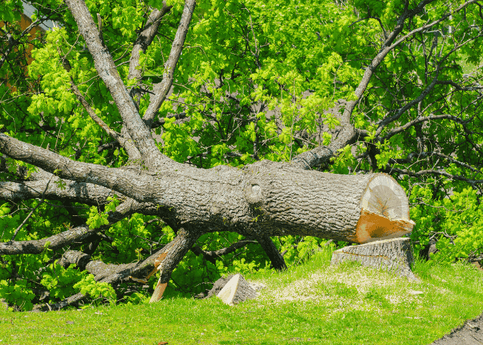 arbre abattu à tarnos