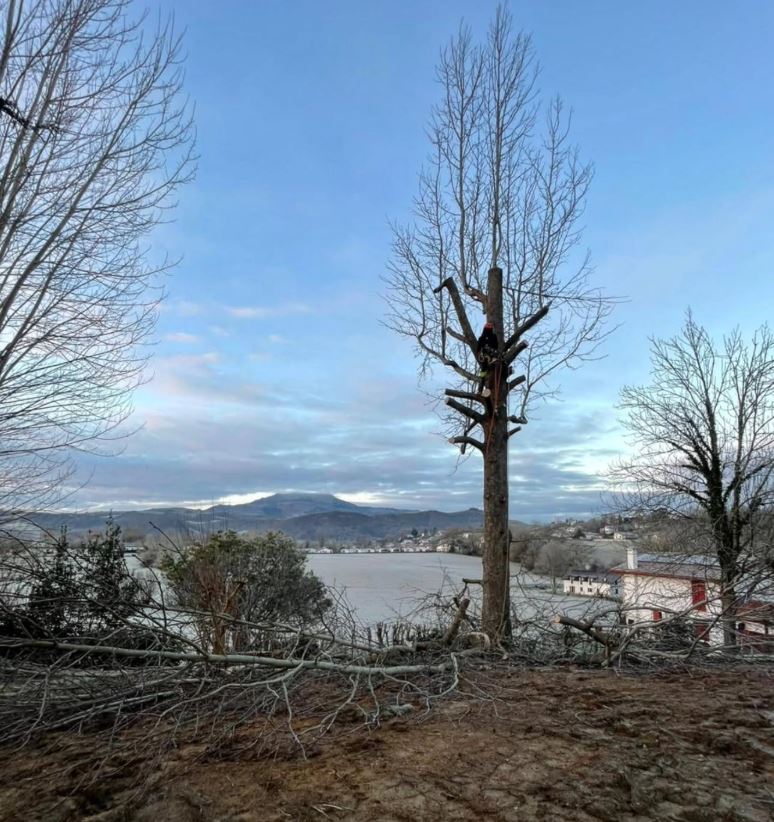 abattage d'un arbre à tarnos