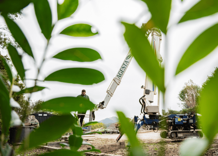 élagage d'un arbre à tarnos