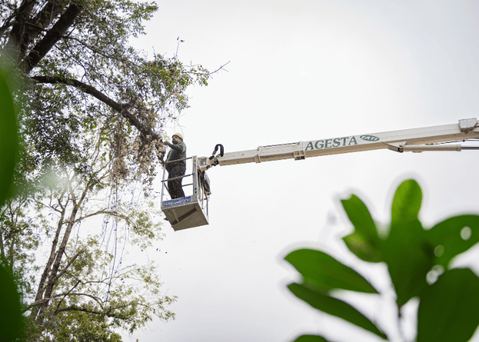 élagage d'un arbre sur la côte basque