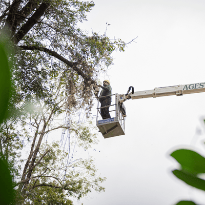 élagage d'un arbre à hasparren