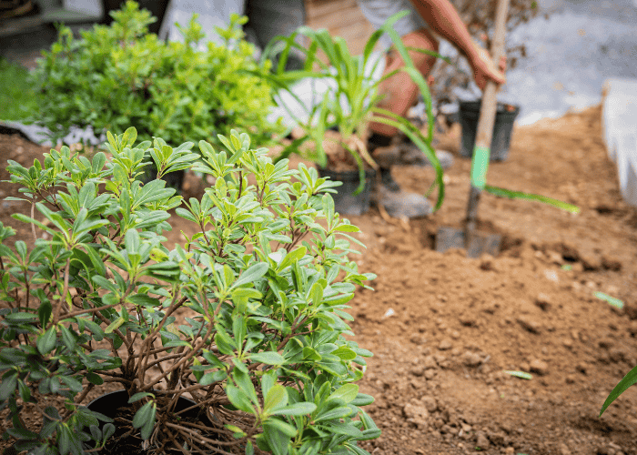 entretien de jardin à tarnos